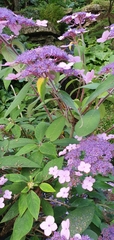 Hydrangea aspera