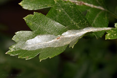 Phyllonorycter leucographella