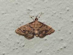 Metasia ophialis