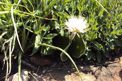 Haemanthus humilis hirsutus
