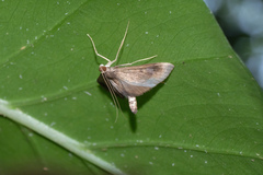 Almonia