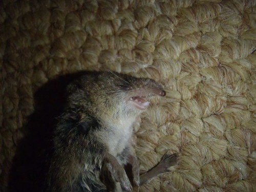 Least Dwarf Shrew