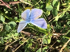 Polyommatus icarus