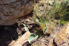 Haemanthus humilis hirsutus