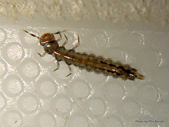 Cryptamorpha desjardinsi