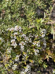 Micromyrtus