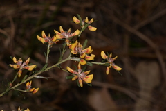 Pultenaea retusa