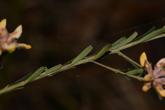 Pultenaea retusa