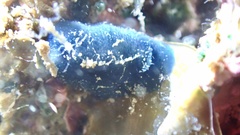 Doriopsis pecten image