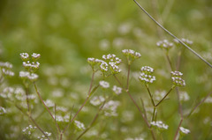 Valerianella dentata