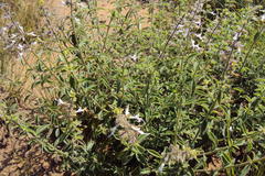 Syncolostemon petiolatus