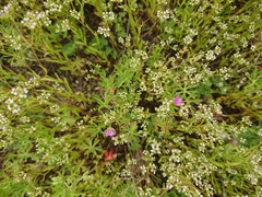 Valerianella dentata