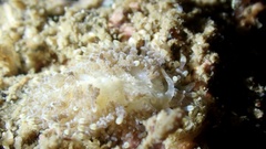 Phestilla lugubris