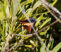 Charaxes pelias
