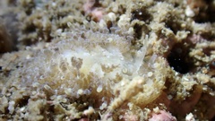 Phestilla lugubris