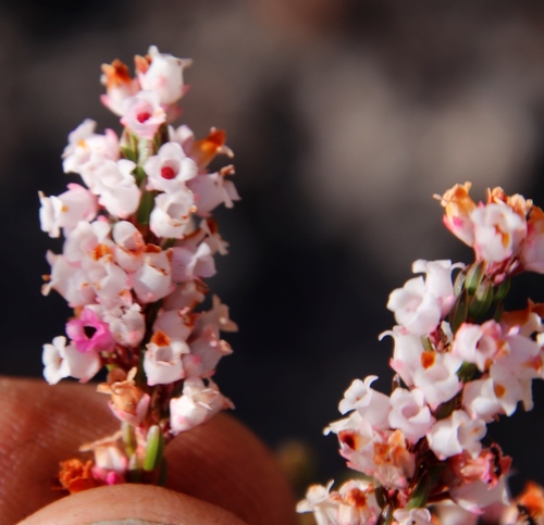 Image of Erica verecunda by (c) Tony Rebelo, some rights reserved (CC BY-SA)