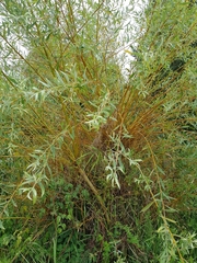 Salix × fragilis vitellina