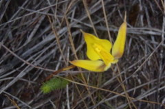 Disa tenuifolia