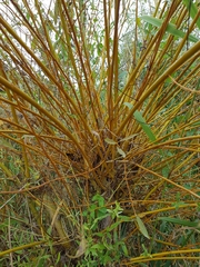 Salix × fragilis vitellina
