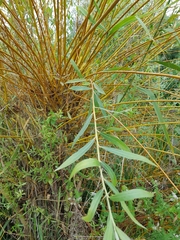 Salix × fragilis vitellina