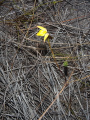 Disa tenuifolia
