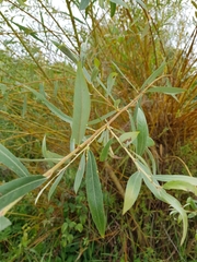 Salix × fragilis vitellina