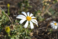 Dimorphotheca cuneata