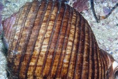Tonna variegata
