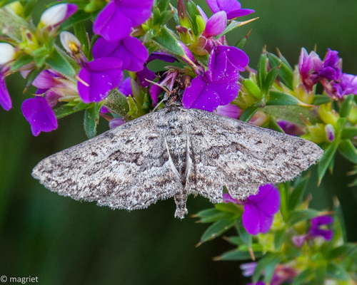 Larentioides cacothemon