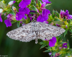 Larentioides cacothemon