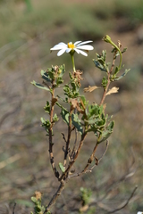 Dimorphotheca cuneata