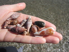 Mitridae