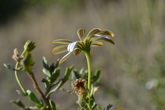Dimorphotheca cuneata