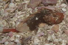 Coccotropsis gymnoderma
