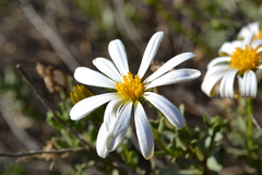 Dimorphotheca cuneata