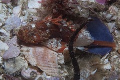 Callopatiria formosa