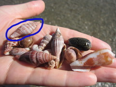 Mitridae