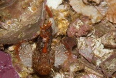 Coccotropsis gymnoderma