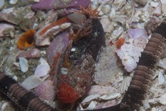 Coccotropsis gymnoderma
