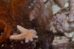 Allostichaster capensis