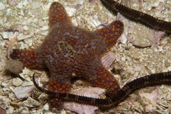 Callopatiria formosa