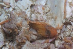 Coccotropsis gymnoderma