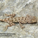 Makran Spider Gecko - Photo (c) hossein_nabizadeh, some rights reserved (CC BY-NC)