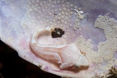 Apletodon pellegrini