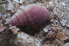 Bullia annulata