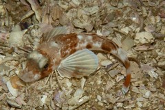 Chelidonichthys capensis