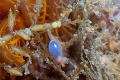 Gibberula dulcis