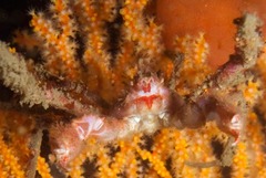 Achaeopsis spinulosa