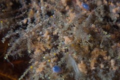 Gibberula dulcis