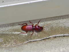 Stenomorphus californicus